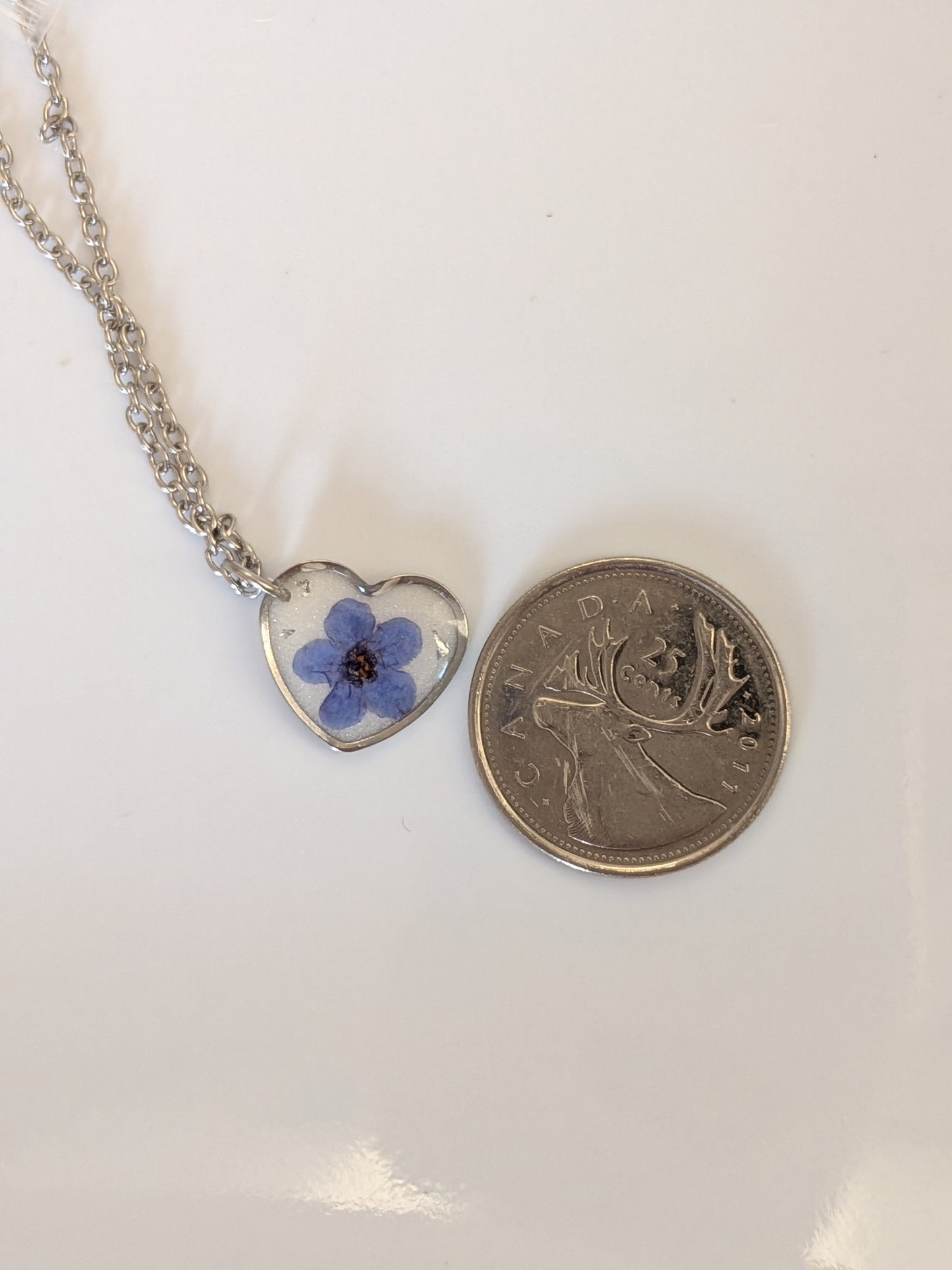 Blue forget me not with white background