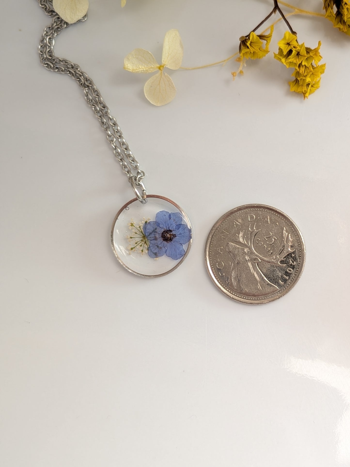 Forget me not. Queen Ann lace