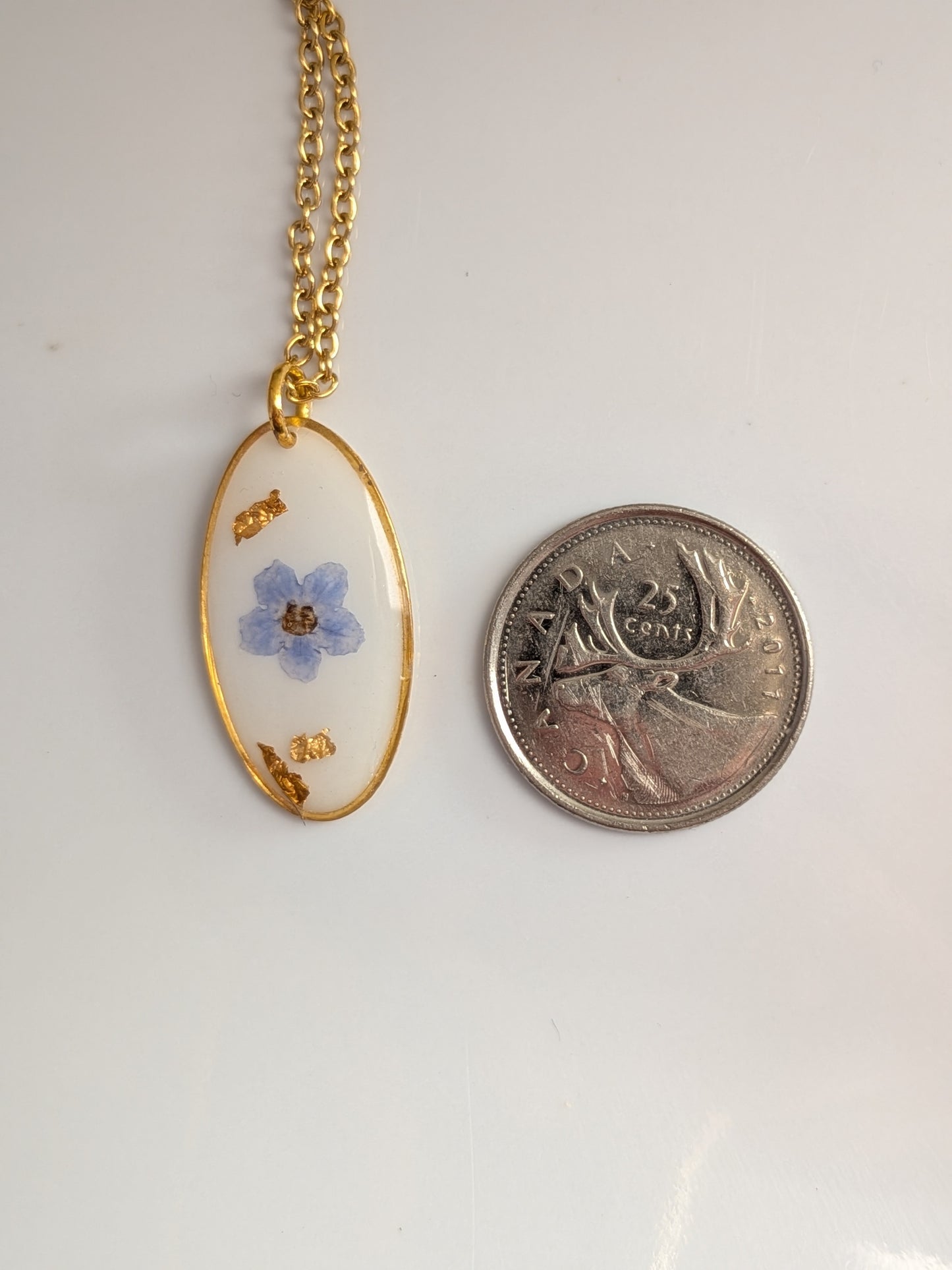 Forget me not with white background